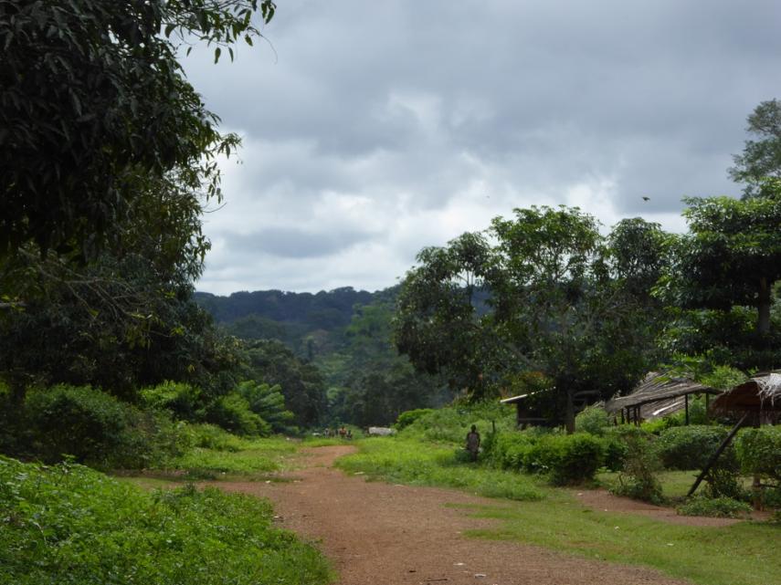Cameroon Forest