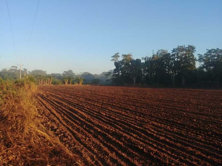 Bosque recién talado para la agricultura a gran escala a lo largo de la carretera hasta Santa Clara de Uchunya